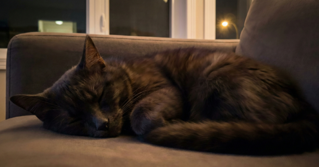 A Mentira dos Reviews: Testando Câmeras de Smartphones no Caos da Vida Real 6 Imagem 4A